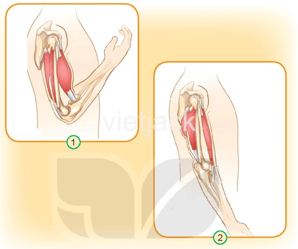 Bài 21: Tìm hiểu cơ quan vận động