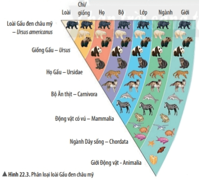 Bài 22: Phân loại thế giới sống