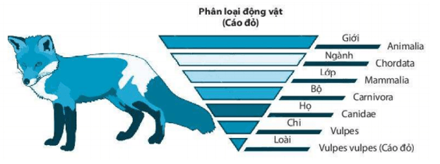 Bài 22: Phân loại thế giới sống