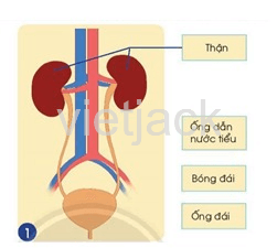 Bài 23: Cơ quan bài tiết nước tiểu