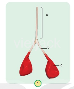 Bài 23: Tìm hiểu cơ quan hô hấp