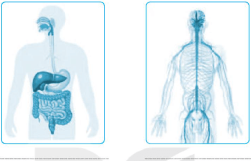 Bài 23. Tổ chức cơ thể đa bào