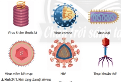 Bài 24: Virus