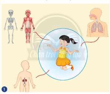 Bài 25: ôn tập chủ đề Con người và sức khoẻ