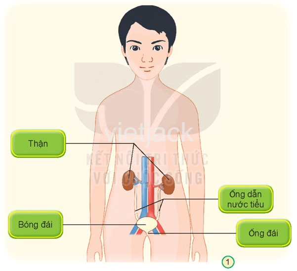 Bài 25: Tìm hiểu cơ quan bài tiết nước tiểu