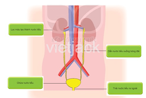 Bài 25: Tìm hiểu cơ quan bài tiết nước tiểu