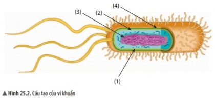 Bài 25: Vi khuẩn