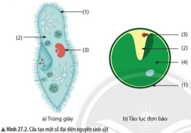 Bài 27: Nguyên sinh vật