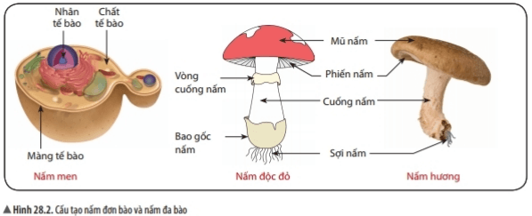 Bài 28: Nấm