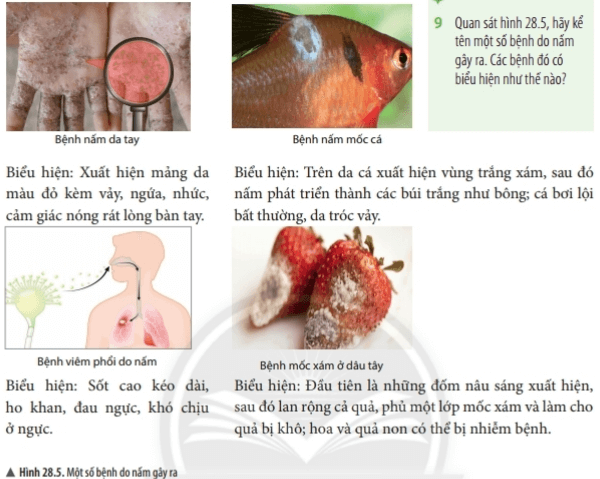 Bài 28: Nấm