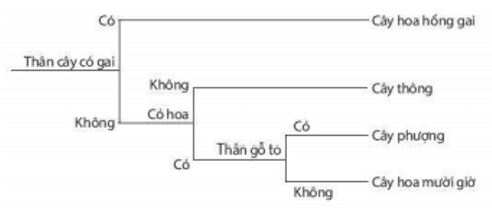 Bài 30: Thực hành phân loại thực vật