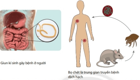 Bài 31: Động vật