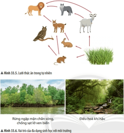 Bài 33: Đa dạng sinh học