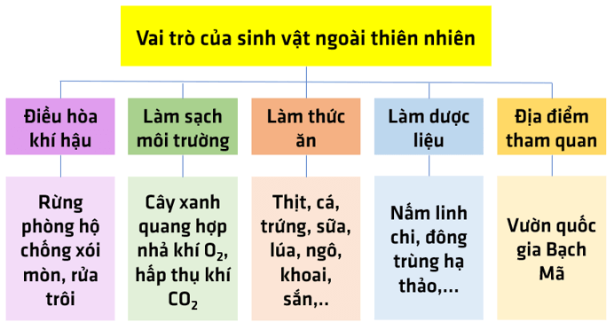 Bài 34: Tìm hiểu sinh vật ngoài thiên nhiên