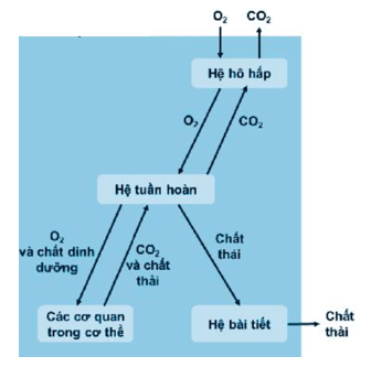 Vẽ sơ đồ thể hiện mối quan hệ giữa hệ tuần hoàn hệ hô hấp và hệ bài tiết