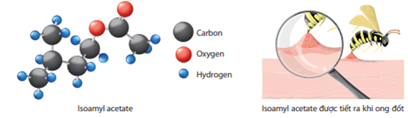 Isoamyl acetate (C7H14O2) là hợp chất tạo mùi thơm của quả chuối chín