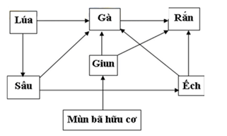 Hãy vẽ lưới thức ăn có thể có trên một cánh đồng hoặc một ao tự nhiên và chỉ ra các mắt xích chung