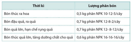 Việc bón phân NPK cho cây cà phê sau khi trồng bốn năm được chia thành bốn thời kì như sau