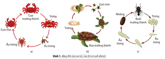 Hãy cho biết các loài động vật trong Hình 1 có kiểu phát triển gì? 