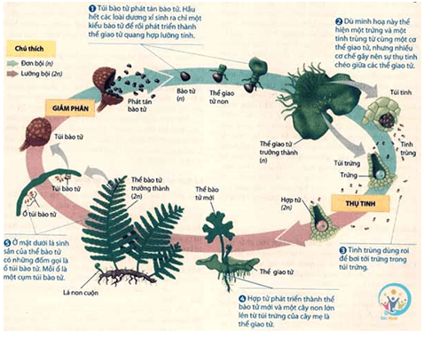 Hãy chú thích Hình 1 và vẽ sơ đồ vòng đời của dương xỉ thể hiện rõ sự xen kẽ giữa sinh sản vô tính và hữu tính