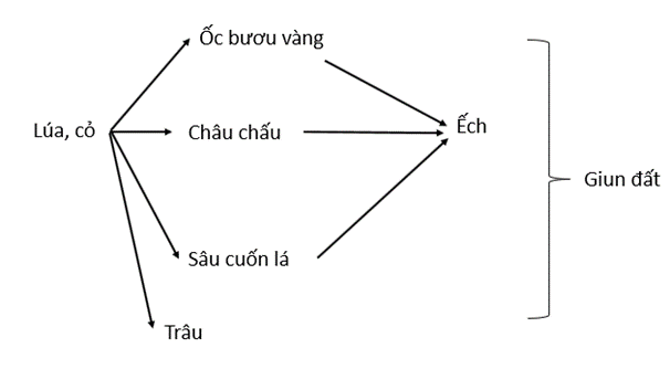 Báo cáo kết quả thực hành điều tra thành phần quần xã sinh vật