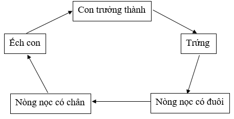 Báo cáo kết quả thí nghiệm Quan sát các giai đoạn sinh trưởng