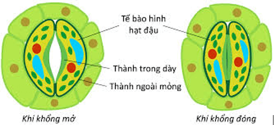 Vẽ hình, mô tả hình dạng tế bào khí khổng