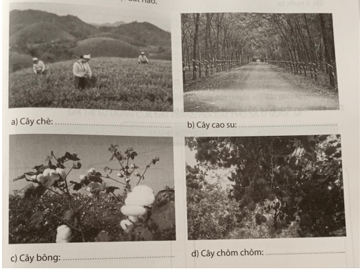 Quan sát các hình ảnh hưới đây và dựa vào kiến thức đã học, hãy cho biết mỗi loại cây sau thích hợp trồng trên loại đất nào?