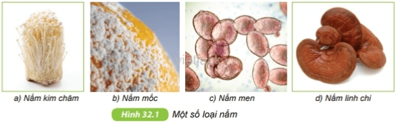 Quan sát hình 32.1, nhận xét về hình dạng của các loại nấm. Hãy kể tên một số loại nấm