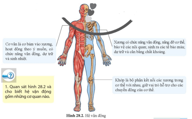 Quan sát hình 28.2 và cho biết hệ vận động gồm những cơ quan nào