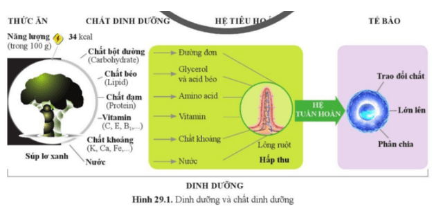 Quan sát hình 29.1 qua quá trình tiêu hóa những chất dinh dưỡng trong súp lơ xanh được biến đổi thành những chất gì