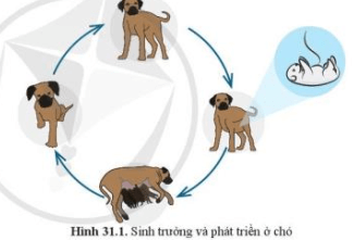 Quan sát hình 31.1 và 31.2 Mô tả vòng đời của các sinh vật trong hình