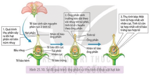 Quá trình thụ tinh ở thực vật diễn ra như thế nào tham khảo Hình 25.10?