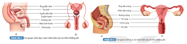 Đọc thông tin trên kết hợp với quan sát Hình 40.1 và 40.2 để thực hiện yêu cầu