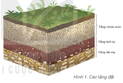  Quan sát hình 1, em hãy kể tên các tầng đất. Trong các tầng đất