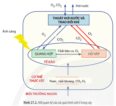 Từ kiến thức đã học, hãy hoàn thành sơ đồ còn thiếu trong Hình 27.2