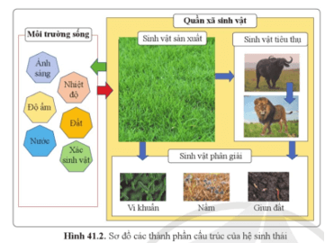 Quan sát hình 41.2 nêu các thành phần cấu trúc cơ bản của hệ sinh thái và mối quan hệ giữa các thành phần này