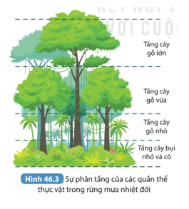 Quan sát Hình 46.3 cho biết sự phân tầng của các quần thể thực vật trong hình