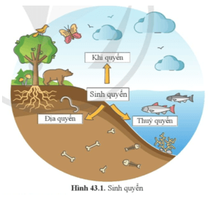 Quan sát hình 43.1 và nêu các thành phần cấu trúc của Sinh quyển