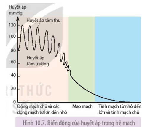 Quan sát Hình 10.7 giải thích sự biến động huyết áp trong hệ thống mạch máu