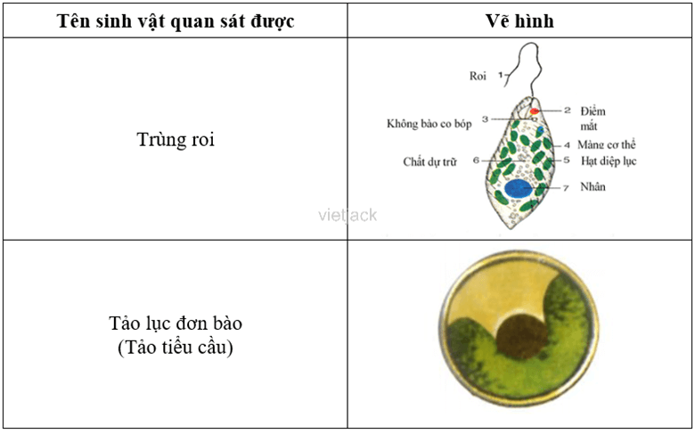 Kết quả quan sát cơ thể đơn bào