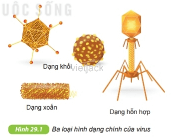 Quan sát hình 29.1, em có nhận xét gì về hình dạng của virus