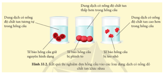 Từ kết quả thí nghiệm thể hiện ở hình 33.2 cho biết ảnh hưởng của thành phần môi trường trong đến hoạt động của tế bào