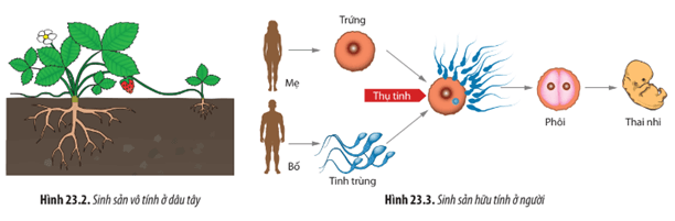 Quan sát Hình 23.2 và 23.3 hãy xác định các dấu hiệu đặc trưng trong quá trình sinh sản ở dâu tây và người