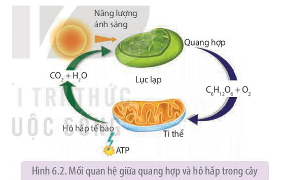 Quan sát Hình 6.2 hãy phân tích mối quan hệ giữa 2 quá trình quang hợp và hô hấp ở thực vật