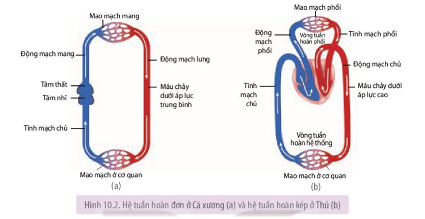 Nghiên cứu Hình 10.2 và mô tả đường đi của máu (bắt đầu từ tim) trên sơ đồ hệ tuần hoàn đơn của Cá xương 