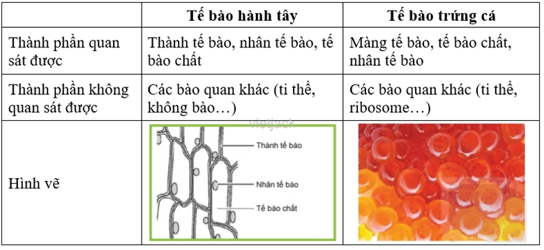 Dựa vào hình ảnh quan sát được, em hãy nêu các thành phần của mỗi loại tế bào rồi hoàn thành 