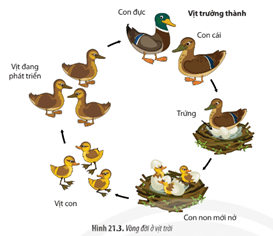 Quan sát Hình 21.3 và cho biết hình thái của vịt con mới nở có những đặc điểm gì giống với vịt trưởng thành.