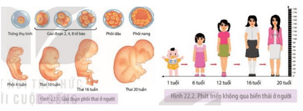 Quan sát Hình 22.1 và 22.2 phân biệt các giai đoạn sinh trưởng và phát triển của con người