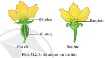 Quan sát hình 33.2, nêu các đặc điểm của hoa đơn tính